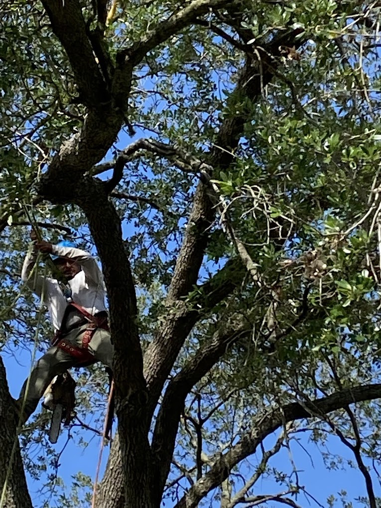 Gallery Gabbys Tree Service